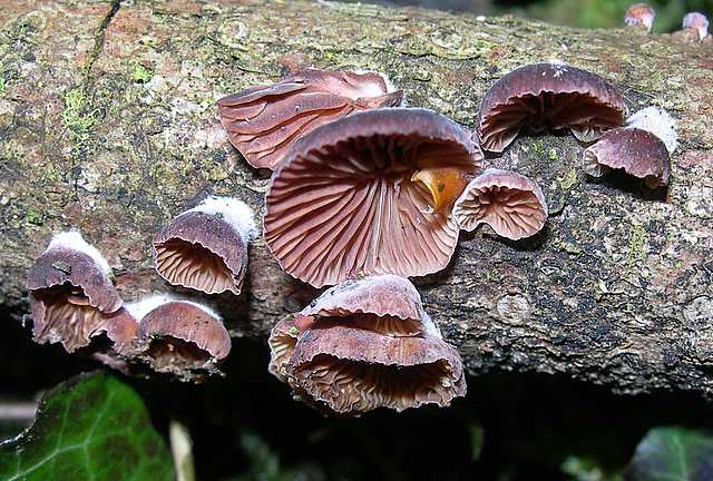 La valle dei funghi sconosciuti